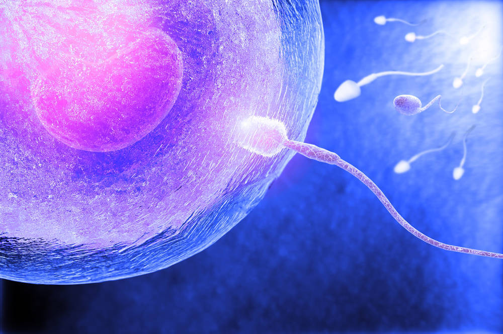 ¿Sabes de dónde viene la palabra espermatozoide?
